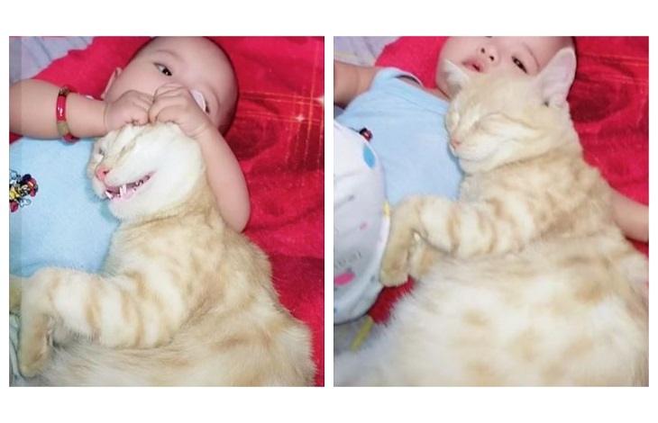 Video kucing oranye menggendong bayi ini menarik perhatian netizen.  (TikTok/@abryanti)
