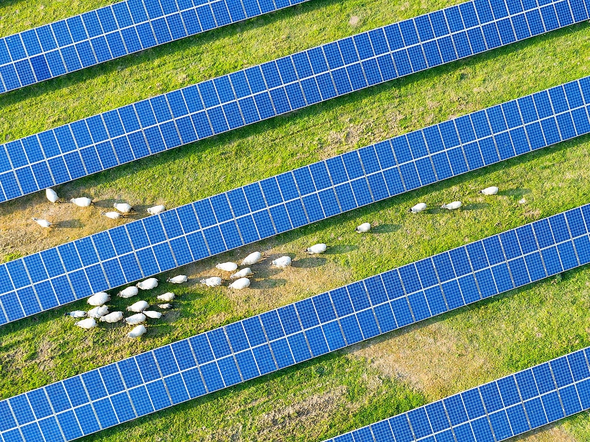 Uji coba peternakan domba panel surya benar benar menang menang